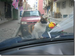 Gelin evi önünde beklerken hava soğuk olunca arabada bekledim. Soğuğu hisseden başkaları da olmalı ki sıcak motor üzerine çıkıverdiler hemen :)